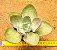 Echeveria rubromarginata - Imagem 1