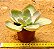 Echeveria rubromarginata - Imagem 2