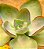 Echeveria rubromarginata - Imagem 3