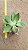 Echeveria rubromarginata - Imagem 2