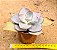 Echeveria rubromarginata - Imagem 2