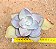 Echeveria rubromarginata - Imagem 1