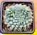 Echeveria rundelli - Imagem 1