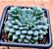 Echeveria rundelli - Imagem 2