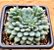 Echeveria rundelli - Imagem 4