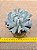 Echeveria runyonii  - topsy turvy - Imagem 2
