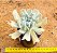 Echeveria runyonii - topsy turvy - Imagem 3
