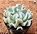 Echeveria runyonii - topsy turvy - Imagem 2