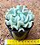 Echeveria runyonii - topsy turvy - Imagem 3