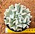 Echeveria runyonii - topsy turvy - Imagem 1