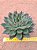 Echeveria sagita - Imagem 5