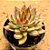 Echeveria sagita - Imagem 2