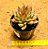 Echeveria sagita - Imagem 3