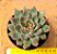 Echeveria sagita - Imagem 2