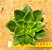 Echeveria salsa verde - Imagem 1