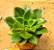 Echeveria salsa verde - Imagem 2