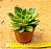 Echeveria salsa verde - Imagem 3