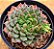 Echeveria scorpion - Imagem 1