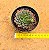 Echeveria scorpion - Imagem 3