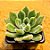 Echeveria setosa - Imagem 2