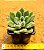 Echeveria setosa - Imagem 3