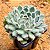 Echeveria setosa var. diminuta - Imagem 2