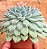 Echeveria setosa var. diminuta - Imagem 4