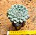 Echeveria setosa var. diminuta - Imagem 3