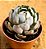 Echeveria shaviana alcachofra - Imagem 2