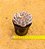 Echeveria shira - Imagem 3