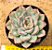 Echeveria shira - Imagem 1