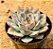 Echeveria shira - Imagem 3