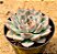 Echeveria shira - Imagem 5