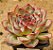Echeveria shira - Imagem 2