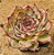 Echeveria shira - Imagem 6