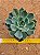 Echeveria sitifukumiama - Imagem 3
