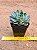 Echeveria sitifukumiama - Imagem 4