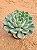 Echeveria sitifukumiama - Imagem 7