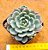 Echeveria sitifukumiama - Imagem 2