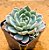 Echeveria sitifukumiama - Imagem 1