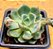 Echeveria sitifukumiama - Imagem 1