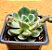 Echeveria sitifukumiama - Imagem 4