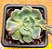 Echeveria sitifukumiama - Imagem 2