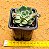 Echeveria sitifukumiama - Imagem 3