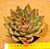 Echeveria skat - Imagem 2
