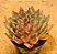 Echeveria skat - Imagem 1