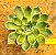 Echeveria skat - Imagem 1