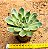 Echeveria skat - Imagem 3