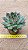 Echeveria skat - Imagem 5