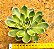 Echeveria skat - Imagem 2